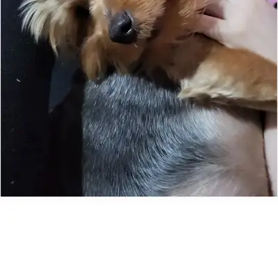 Пропала собака