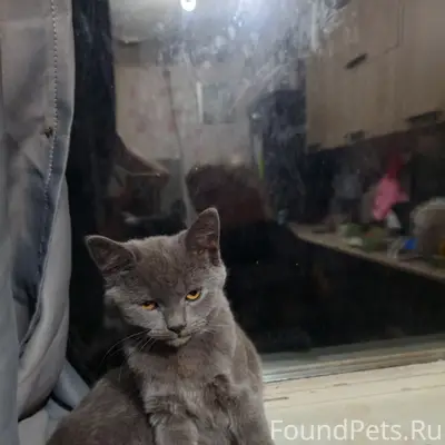 Пропал кот, остров, ул. Декабристов