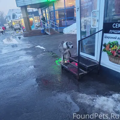 Найден пёс больших размеров, жд вокзал
