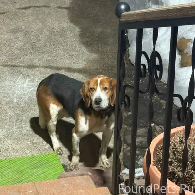 Пропал пёс, Березовый проезд