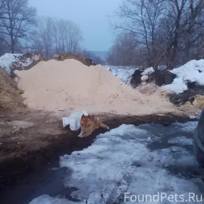 Пропал пёс, видел на Нелюбина 33