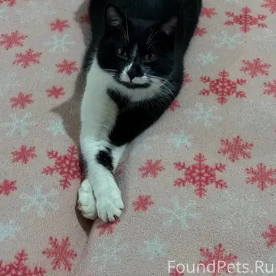 Пропала кошка Клопа, ул. Ивченко