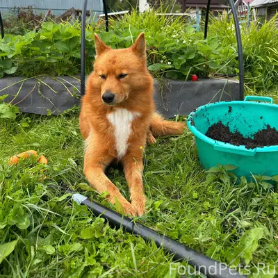 Пропал Карело-финская лайка, Дырнос, Колос
