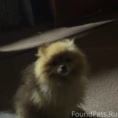 Пропал шпиц, улица Верхняя Полянка