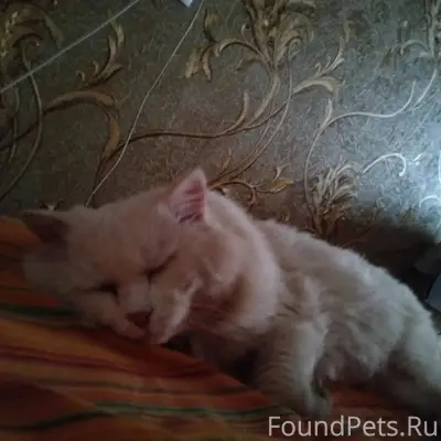 Пропал кот Беляш, МЖК