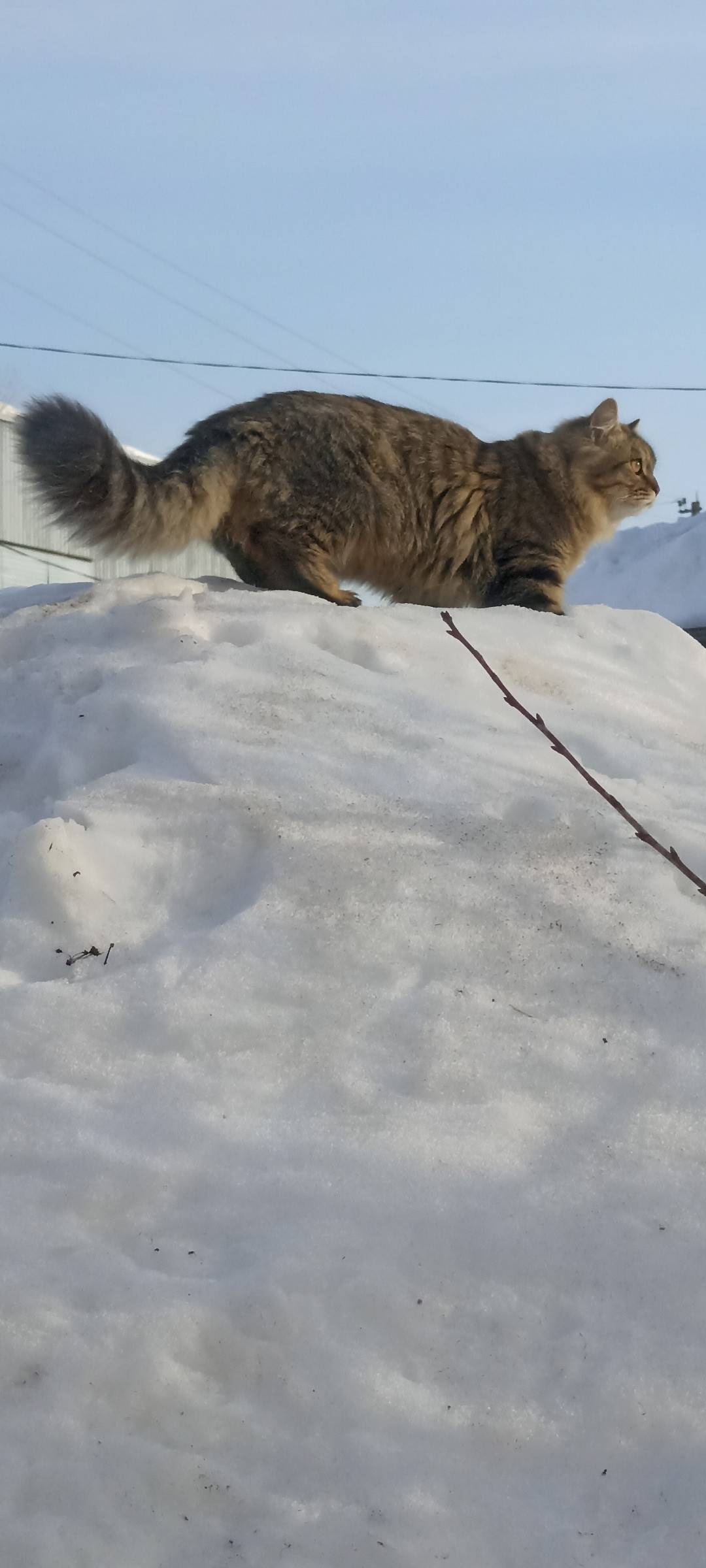 Пропал кот, Мирная