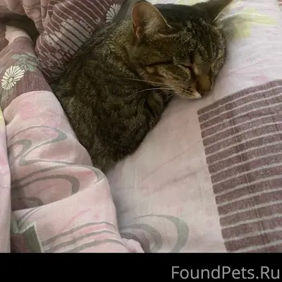 Пропала кошка, Гора