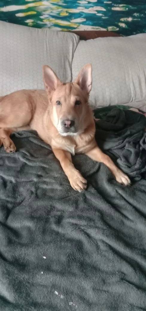 Пропал Рей, собака с коричневым ошейником, район агрокабеля