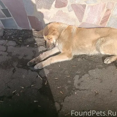 Найден раненый пёс, территория детского сада 130