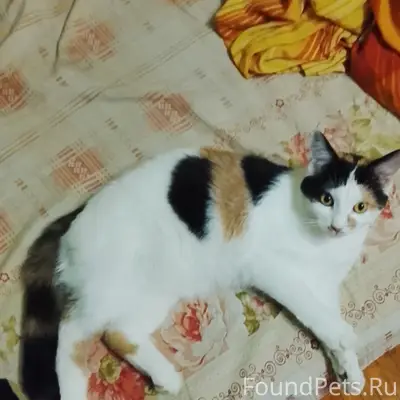 Пропала кошка Груша, Могилев