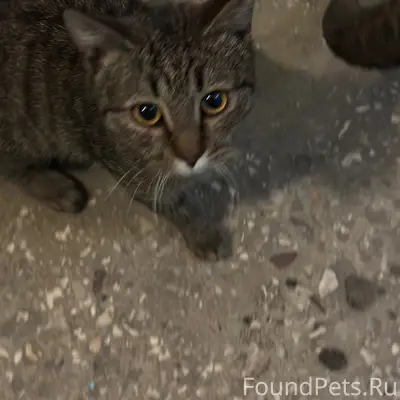 Найден котёнок с леопардовым окрасом, ул. Сергея Преминина