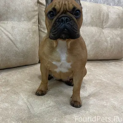 Пропала собака Викки, село Еленовское