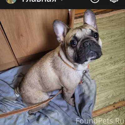 Найден французский бульдог, ул. Корочанская