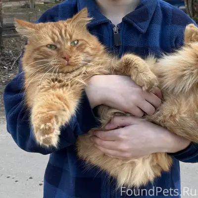 Пропал рыжий кот Симба, район Нового Савелово