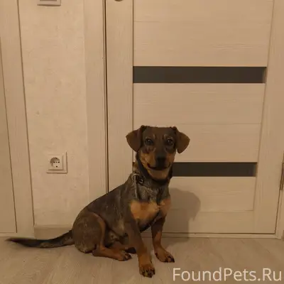 Найден щенок, город