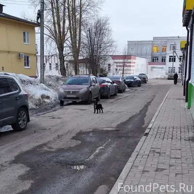 Пропала собака, Калуга