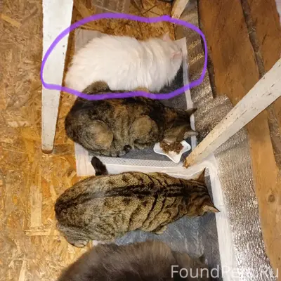 Пропала белая кошка, район ветклиники