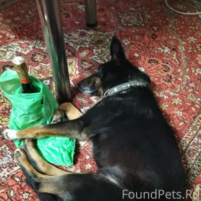 Пропала собака Муму, Орловская область