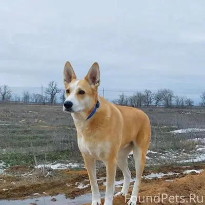Пропала собака Лакки, Волжский