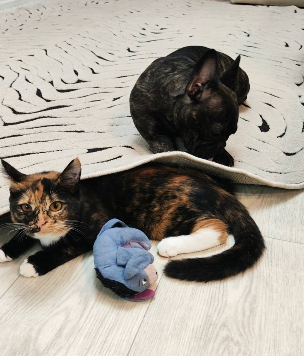 Пропала кошка, ул. Ленина 7