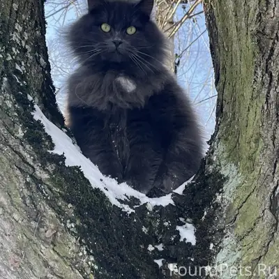 Пропал кот, г. Правдинск