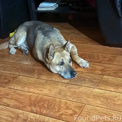 Пропал пес Сэм, район Колычево, г. Коломна