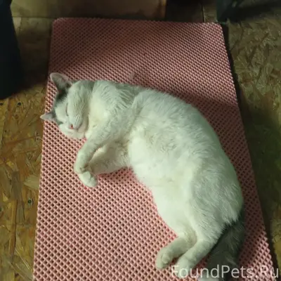 Пропал кот Марти, улица Комсомольская