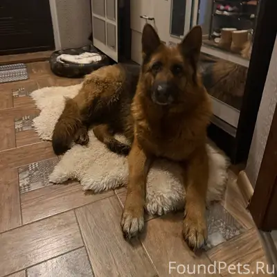Найдена собака , породы - овчарка, ждёт своих хозяев 