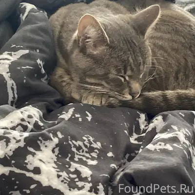 Пропал кот, улица Высоковольтная