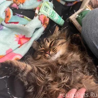 Пропал кот Барсик, улица Краснофлотская