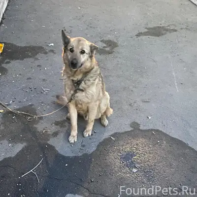 Пропала собака, Оренбург, улица Туркестанская