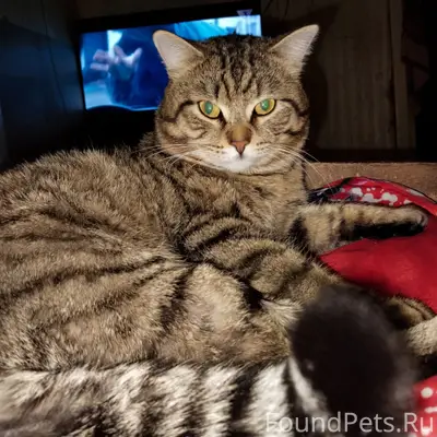 Пропал кот Борзик, район бама