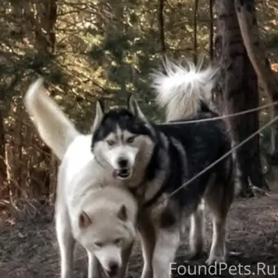 Пропали хаски Буря и Штиль, район звёздного частного сектора