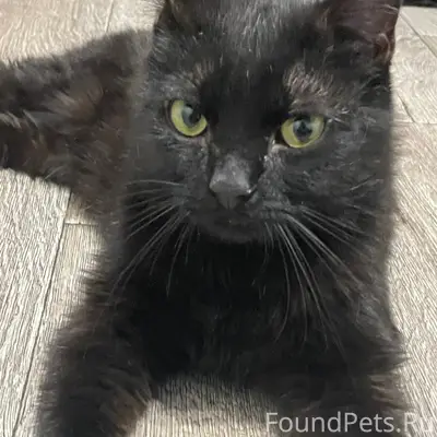 Найден кот, Ангарск