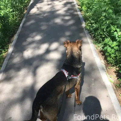 Пропал кобель, чёрно-коричневый, пгт. Усть-Кинельский