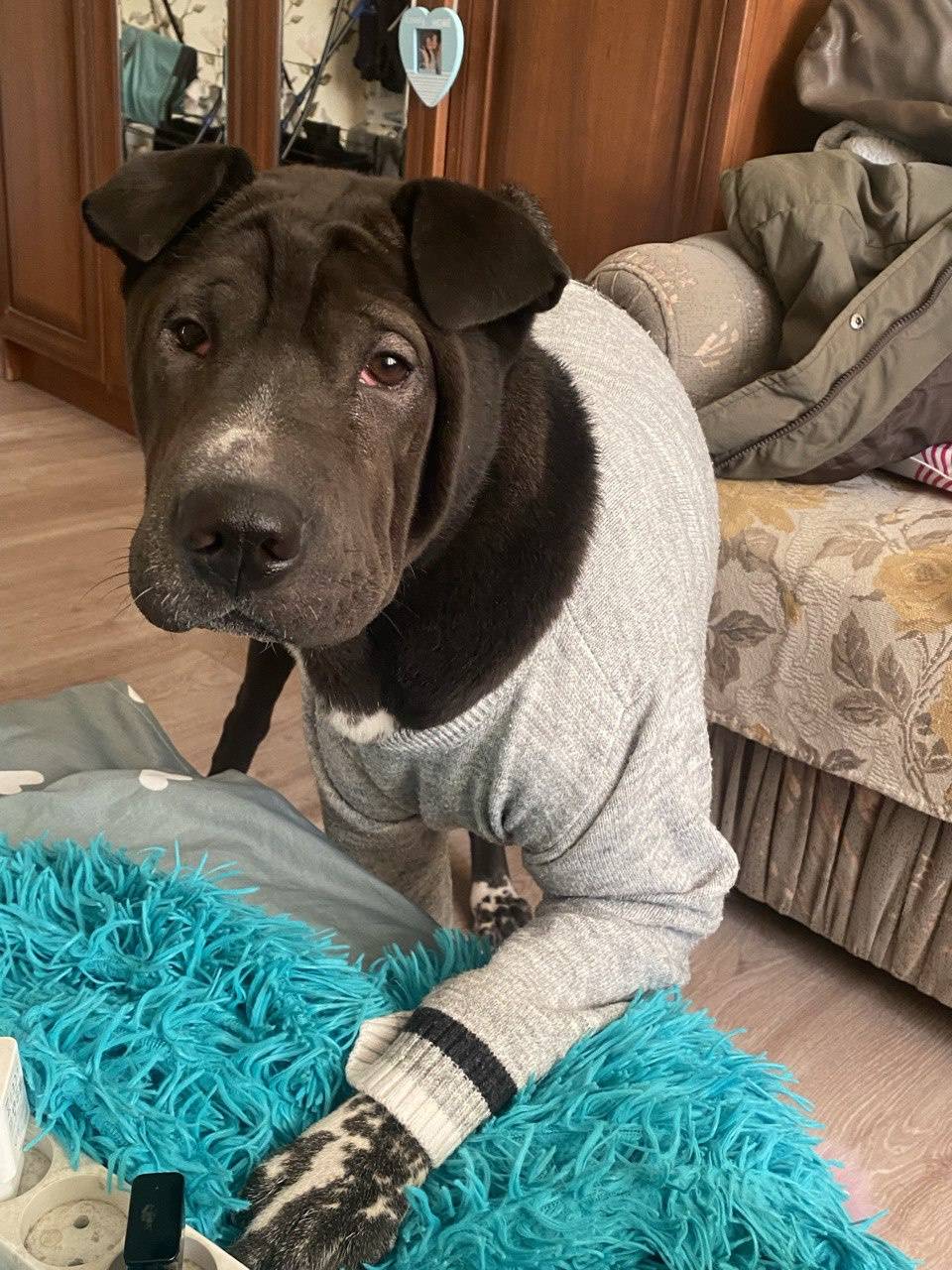 Пропала собака.