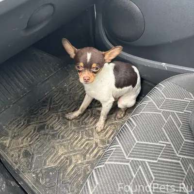 Найден Чихуахуа, трасса, район Магазина Пятерочка, д. Становое