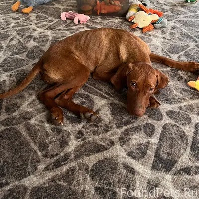 Найден щенок венгерской выжлы, Краснодарский край