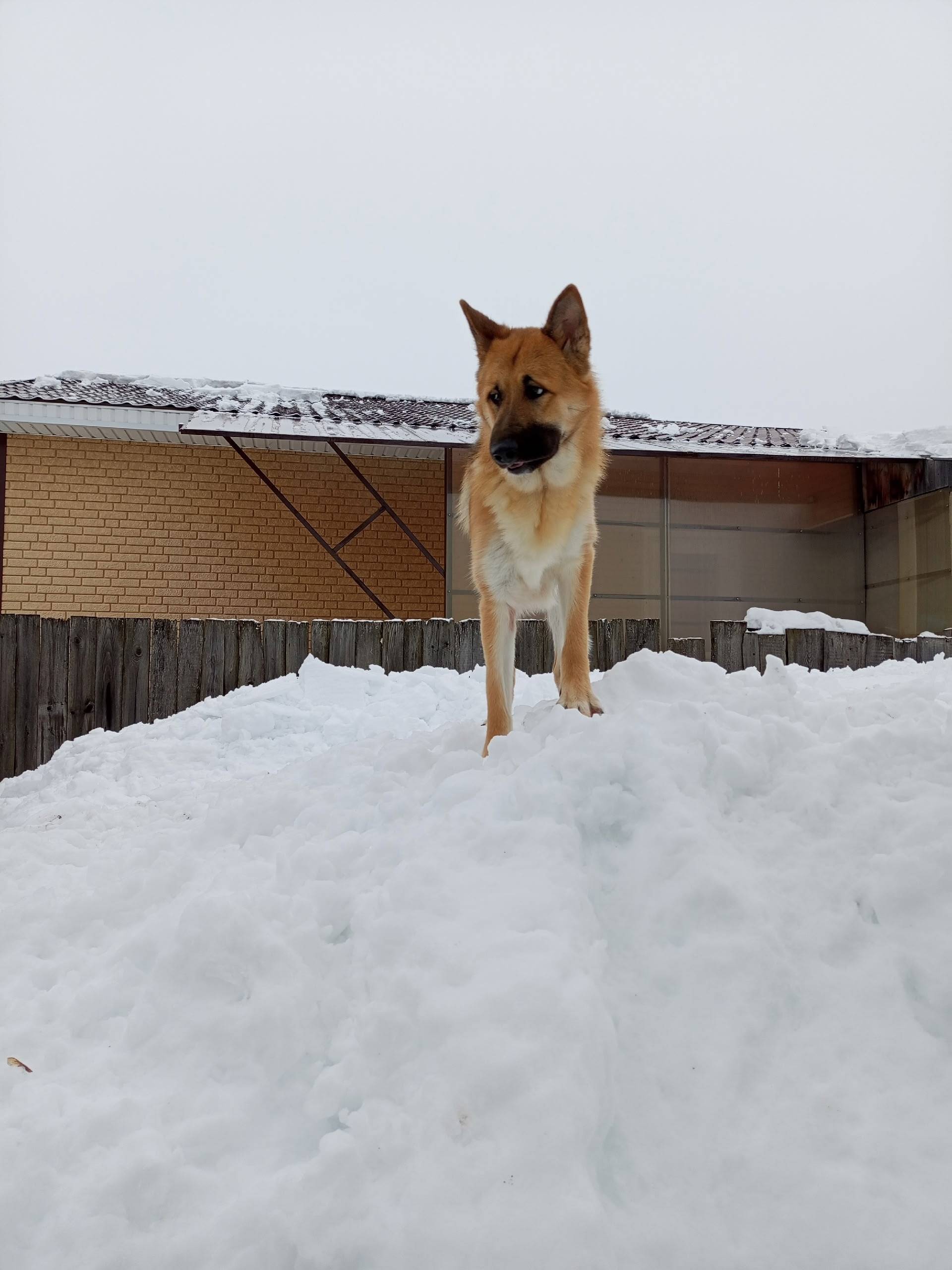 Пропал Грей, немецкая овчарка, ошейник с бейджиком