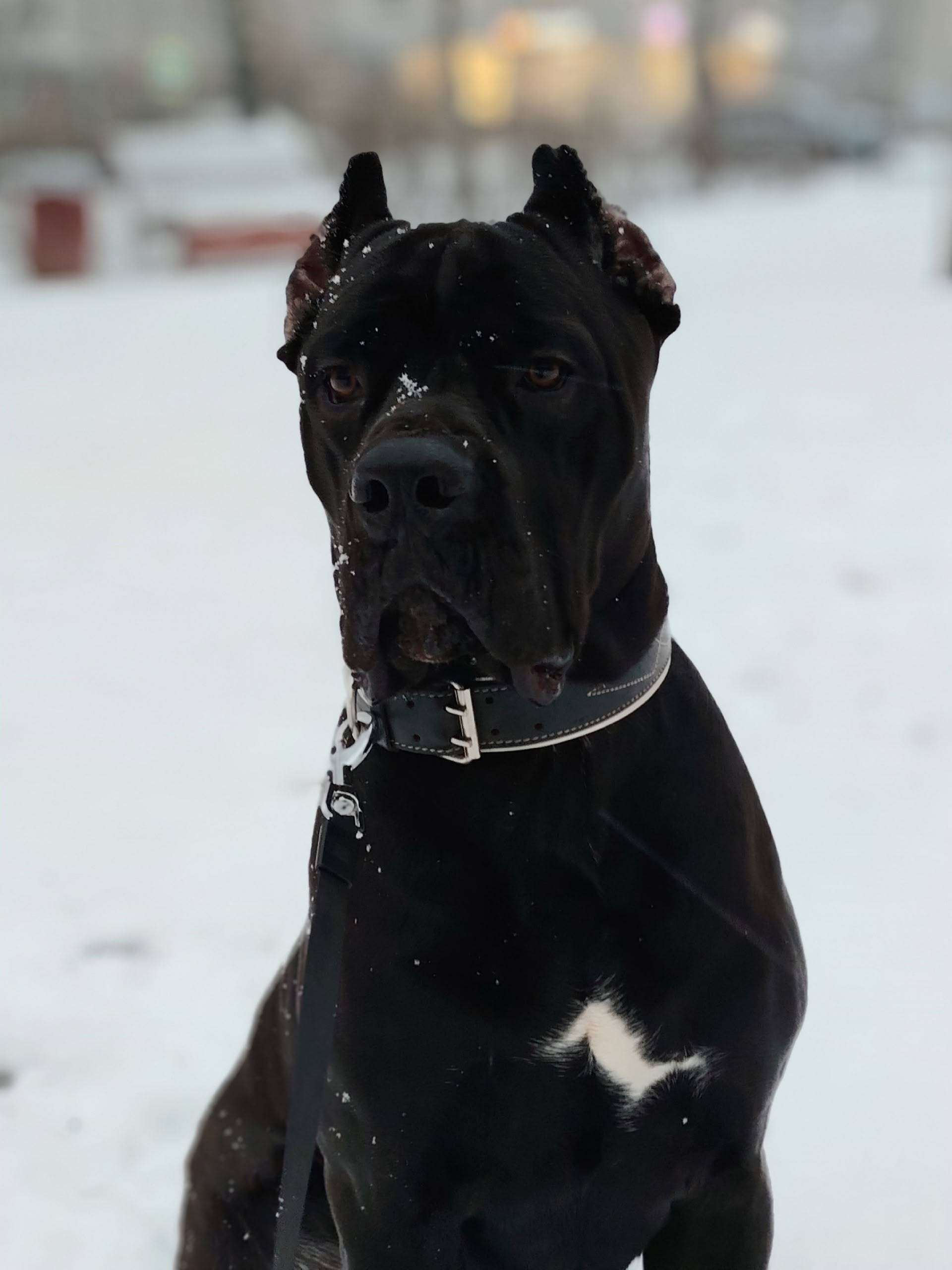 Пропал кане корсо Граф, iq (Гатчина)