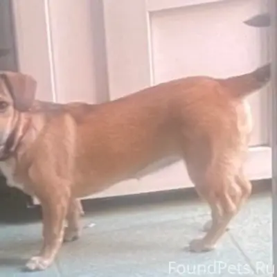 Пропала финотиптакса Джесси