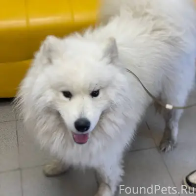 Найден самоед, район Паркового, Пермь