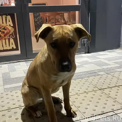 Найдена собака, Левенцовка