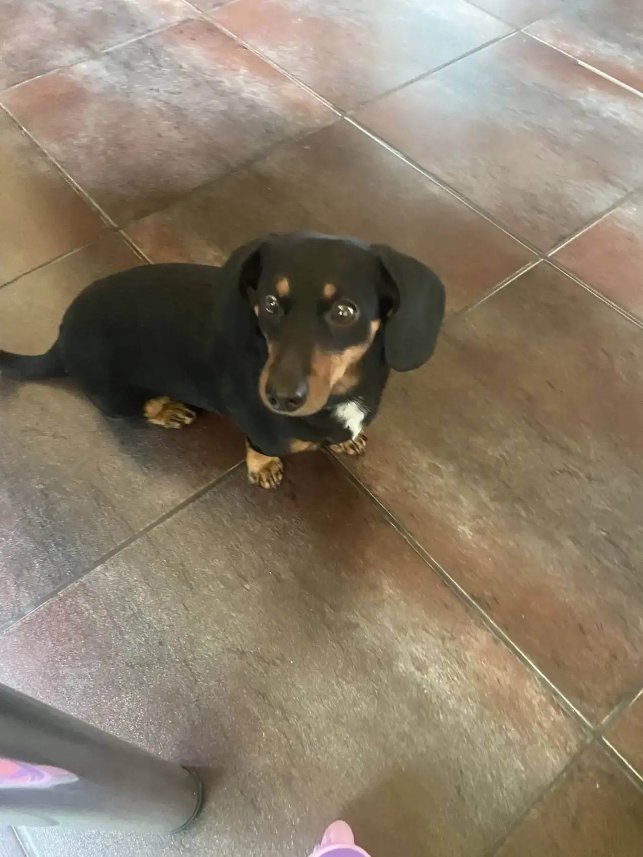 Пропал Чип, такса, пгт Знаменка