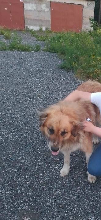 Пропал дворовый пёс Мишка