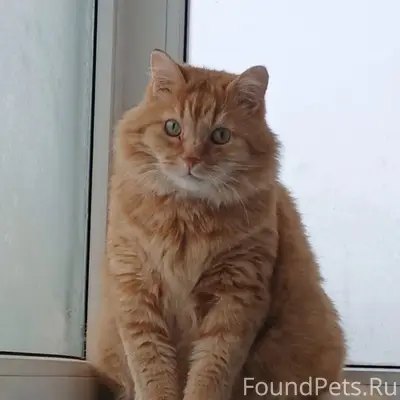 Пропал кот Барсик, район Бывалово