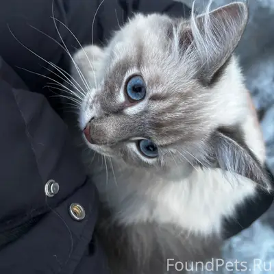 Найден кот, первый проезд Кривозерье 17