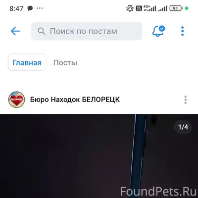 Найден метис алабая, без клички