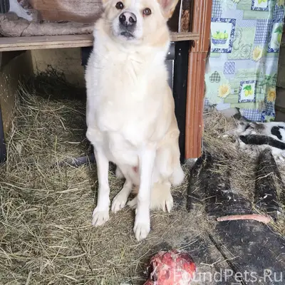 Пропал пёс Джек, деревня Чуваки