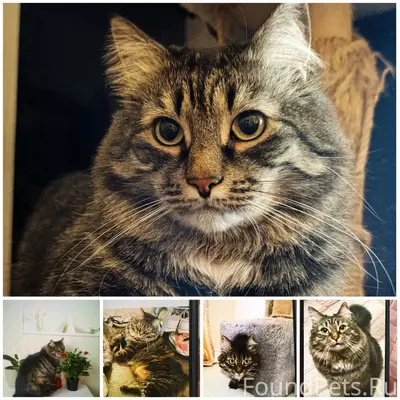 Пропал кот Шаня, Горбунки